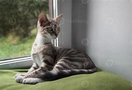 Image result for 4 Month Cat