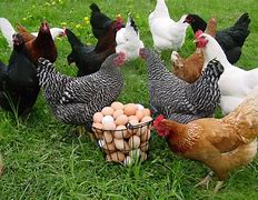 Image result for Poultry Pictues