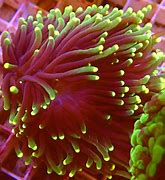 Image result for Euphyllia Gabrescens