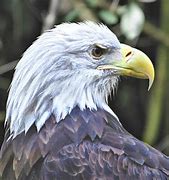 Image result for Eagle Portrait