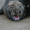 Image result for Grey Seal Range