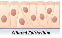 Image result for Ciliated Epithelium Cell