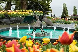 Image result for Mainau Flowers