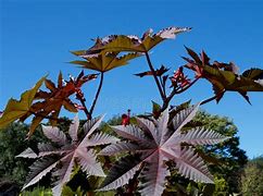 Image result for Golden Autumn Castor Bean Plant Picture