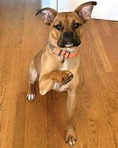 Image result for Pug Boxer Mix