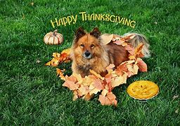 Image result for Thanksgiving Pug Puppy Wallpaper