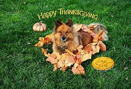 Image result for Thanksgiving Puppy Banner