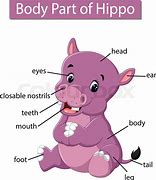 Image result for Hippo Anatomy