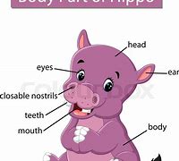 Image result for Hippo Skin Section Anatomy