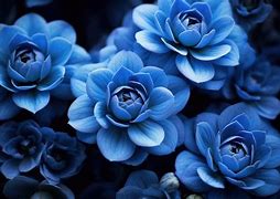 Image result for Natural Blue Flowers