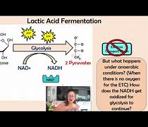 Image result for Steps of Fermentation