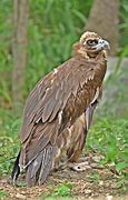 Image result for Himalayan Griffon Vulture