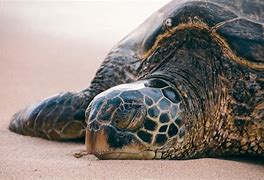 Image result for Turtle Sleeping