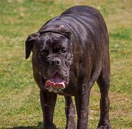 Image result for Neapolitan Mastiff Next to Human