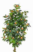 Image result for Kumquat Tree Indoor