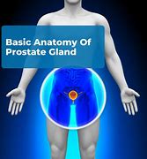 Image result for Prostate Gland Structure