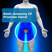 Image result for Prostate Gland Drawing