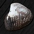 Image result for Corrugated Sea Clam Shell