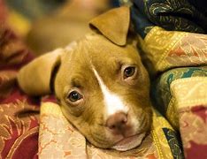 Image result for Adopt Pit Bull