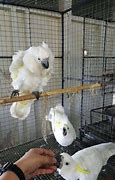 Image result for Sulphur Crested Cockatoo for Rehoming