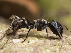 Image result for Ant with Big Head