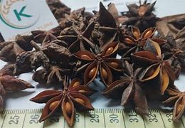 Image result for 1 Star Anise