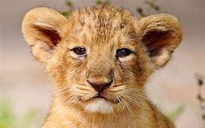 Image result for male lion cub names