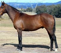 Image result for Brown Quarter Horse Stallion