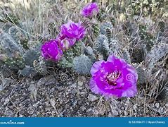 Image result for Desert Beavertail Cactus Flowers