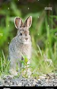 Image result for Leveret Baby Hare