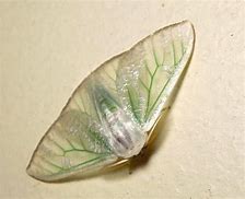 Image result for Pupa of Swallotail