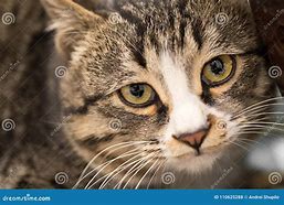 Image result for Macro TabbyCat