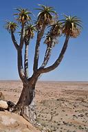 Image result for Desert Aloe Plant