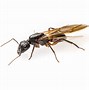 Image result for Large Flying Ant