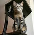 Image result for Corner Cat Tree Tower