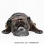 Image result for Old Victorian Bulldog