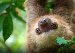 Image result for Baby 3 Toed Sloth