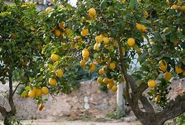 Image result for Lemon Tree with Thorns