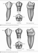 Image result for Mandibular 2nd Pre Molar