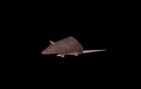 Image result for Horizontally Spinning Rat