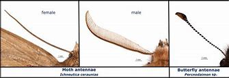 Image result for Male Moth Antennae