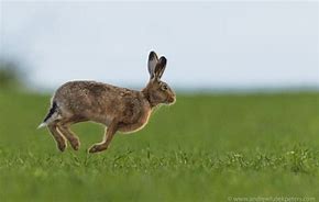 Image result for Leaping Hare Datsun