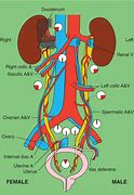 Image result for Abdominal Ureter