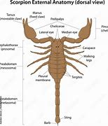 Image result for Dorsal Spine View