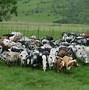 Image result for Nguni Babies