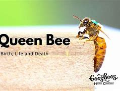 Image result for Hi I'm Bee