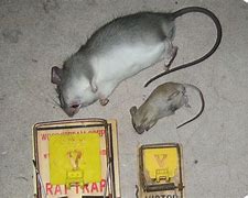 Image result for Mause Vs. Rat