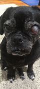 Image result for Pug Jelly Eye