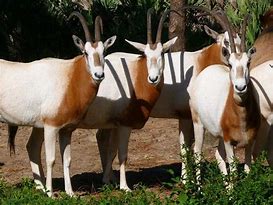 Image result for Scimitar Oryx Face