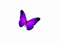 Image result for Red Butterfly Animated